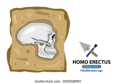 Early Human Homo Erectus Schädel. Bearbeitbare Clipart Art.