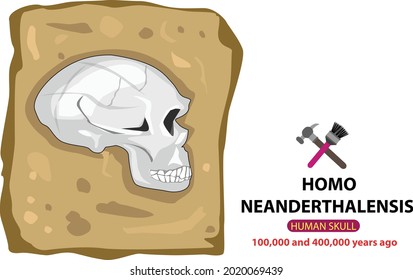 Early human Homo neanderthalensis or Neanderthal skull. Editable Clip Art.