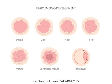 Early mammal human embryo development stages chart.