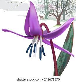Early spring background with Trout lily or Dogtooth violet. Hand drawn vector landscape with a trout lily, called also dogtooth violet, and an early spring forest scenery in the background.