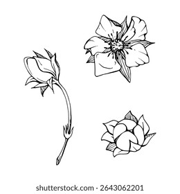 Os botões de flor de primavera cedo morango framboesa cereja sakura, mão desenhada em tinta vetorial anêmona primrose margarida, planta de árvore arbustiva. Ilustração botânica isolada de objeto único. Loja de florista de casamento