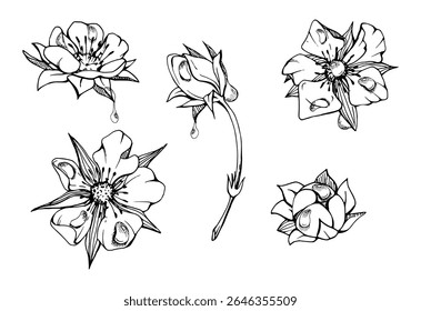 Os brotos de flor de primavera precoce em gotas de orvalho de água. Sakura de cereja de framboesa de morango, desenhado à mão em tinta vetorial daisy de primrose de anêmona. Ilustração botânica isolada de objeto único. Loja de florista de casamento