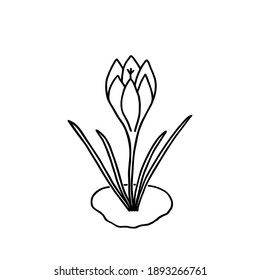 La flor primaveral Crocus crece en parches descongelados. Sencillo blanco y negro dibujado a mano en forma de doodle. Aislado en ilustración vectorial de fondo blanco.  Para tarjeta, afiche, pegatina, diseño de paquete.