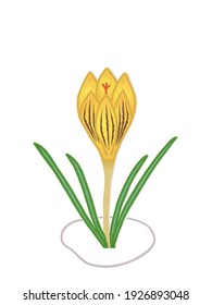 Early spring flower Golden Crocus grows on thawed patches. Bright sunny yellow hand-drawn in doodle style. Isolated on white background vector illustration.  For card, poster, sticker, package design.