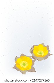 Flores primaverales. Adonis ramosa