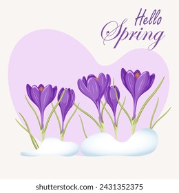 Early spring purple crocus tulips and garden flowers symbols isolated on white set. Elements Illustration of nature flower spring and summer in garden. Stock vector