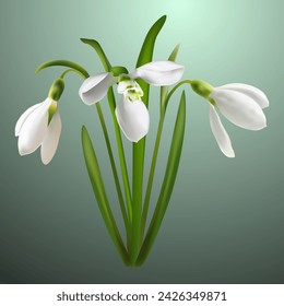 Early spring snowdrop first flowers realistic vector illustration. Cute forest white flowers, snowdrop spring blossom. Galanthus nivalis blooming plant. Springtime blossom dor Women's Day. Rare plant