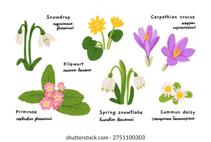 Early spring wildflowers set. Snowdrop, crocus, primrose, daisy, pilewort, spring snowflake. Carpathian botanical collection hand drawn vector illustration