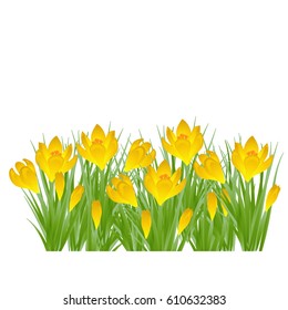 Early spring yellow flower Crocus for Easter on white background. Vector