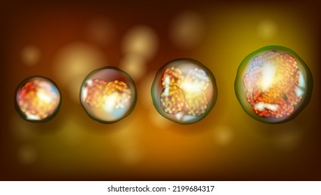 Early stage embryo cell division. Human or animal cells. Medicine scientific concept. Development of a living organism at the cellular level. Embryonic stem cells