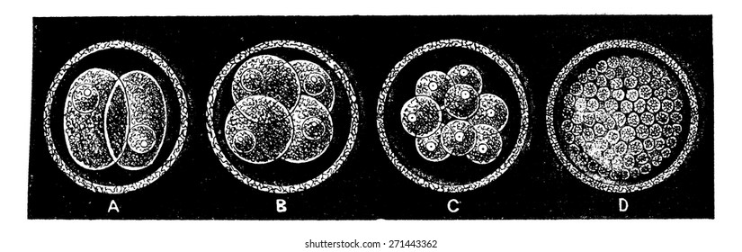 Early stages of the creation of a mammal, vintage engraved illustration. Earth before man - 1886.