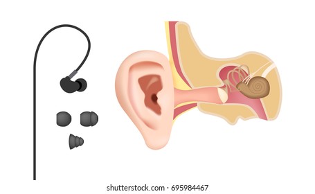 earphone set and ear anatomy vector