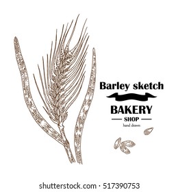 Ears of barley. Hand drawn cereal set. Bakery logo design. Vector illustration