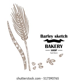 Ears of barley. Hand drawn cereal set. Bakery logo design. Vector illustration