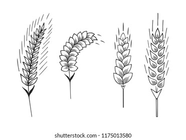 Ears of barley, malt, wheat. Grain cereal crop for beer. Vector isolated illustration.