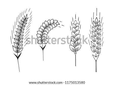 Ears of barley, malt, wheat. Grain cereal crop for beer. Vector isolated illustration.