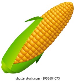 Ears of corn with leaves