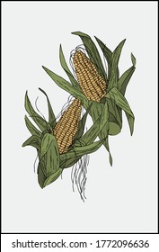 Ears of corn plant with green leaves. Realistic vector drawing of mature corn fruits. 