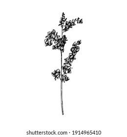 Orejas con grano de trigo sarraceno. Ilustración de rayado manual vectorial monocromo aislada sobre un fondo blanco.