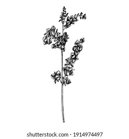 Orejas con grano de trigo sarraceno. Ilustración de rayado manual vectorial monocromo aislada sobre un fondo blanco.