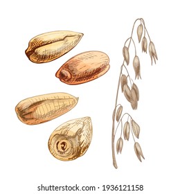 Ears with grain of oat. Vector color vintage hand drawn hatching illustration isolated on a white background.