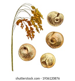 Ears with grain of proso millet. Vector color vintage hand drawn hatching illustration isolated on a white background.