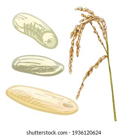 Ears with grain of rice. Vector color vintage hand drawn hatching illustration isolated on a white background.