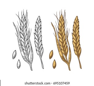 Ears and grain of wheat. Isolated on white background. Vector vintage color engraved illustration. Hand drawn design element