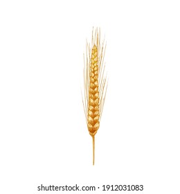 Ears with grain of wheat. Vector color vintage hand drawn hatching illustration isolated on a white background.