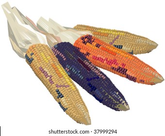 Ears of Indian corn