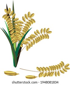 The ears of rice in the rice plant and the leaves of rice