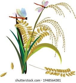 The ears of rice in the rice plant and the leaves of rice