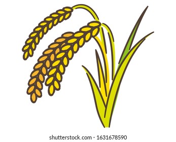 Ears of rice with white rice on white background