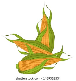 Ears of ripe corn. Harvesting. Vector illustration