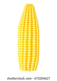Ears of ripe corn isolated on white background.
