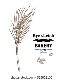 Ears of rye or wheat. Hand drawn cereal. Bakery vector illustration