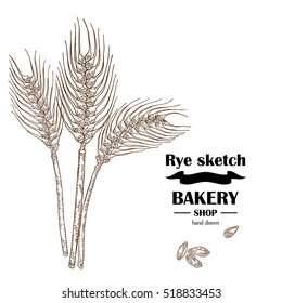 Ears of rye or wheat. Hand drawn cereal. Bakery vector illustration