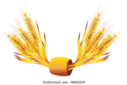 ears of wheat