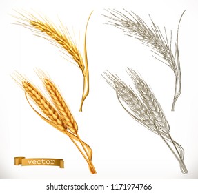 Ears of wheat. 3d realism and engraving styles. Vector illustration