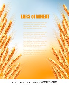 Ears of wheat background. Vector.