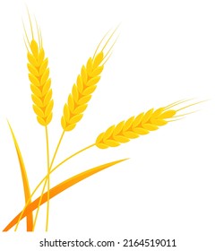 Ears of wheat for bakery, bread store, agricultural company logo design. Agriculture and husbandry concept. Season of harvesting and gathering crop plants. Ears of wheat, farm products, cereals