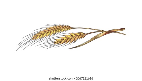 Ears of wheat or barley cereals, hand drawn colored vector illustration isolated on white background. Wheat plant hand drawn image for bread and flour packagings.