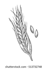 Ears of wheat, barley and grain malt. Isolated on white background. For poster with production process brewery of beer ot whiskey. Vector vintage engraved illustration. Hand drawn design element