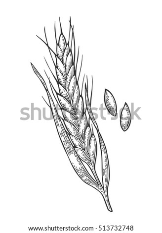 Ears of wheat, barley and grain malt. Isolated on white background. For poster with production process brewery of beer ot whiskey. Vector vintage engraved illustration. Hand drawn design element