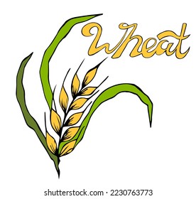 Ears of wheat, barley with leaves. large grain exports. World crop prices in the context of the food crisis. Global food inflation and hunger.
