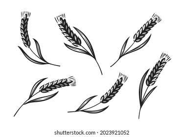 Ears of wheat, barley or rye icon. Bread, bakery symbol. Vector illustration