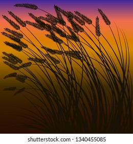 Ears of Wheat, Barley or Rye. Sunset. Vector illustration