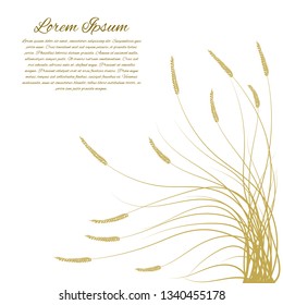 Ears of Wheat, Barley or Rye. Vector illustration. Ideal for bread packaging, beer labels etc.