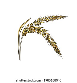 Ears of Wheat, Barley or Rye vector visual graphic icons, ideal for bread packaging, beer labels etc.