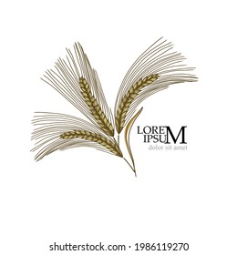 Ears of Wheat, Barley or Rye vector visual graphic icons, ideal for bread packaging, beer labels etc. Logo Vector illustration